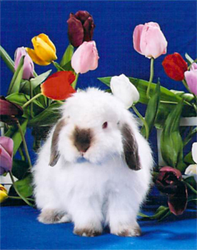 Image of Patricia Johnsons Rabbit